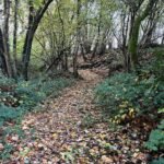 Parcours dans le bois